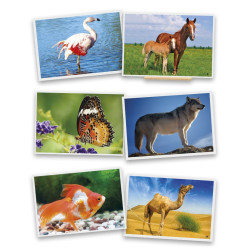 Fotografías de animales